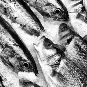 11326020_1426742007646682_1301756985_n