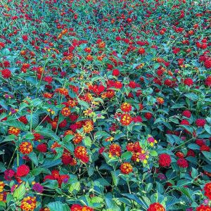 11356656_1627934874151254_1992693101_n